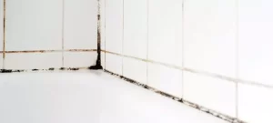 Shower Mold Removal in Toronto