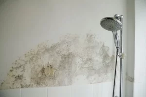 Shower Mold Removal in Toronto