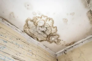 How to Prevent Mold in Shower