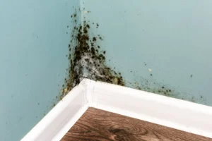 How to Prevent Mold in Shower