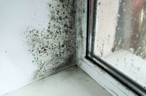 How to Prevent Shower Mold
